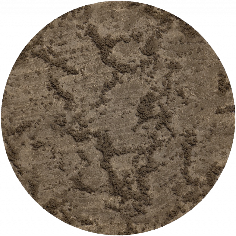 BP2 Кориандр